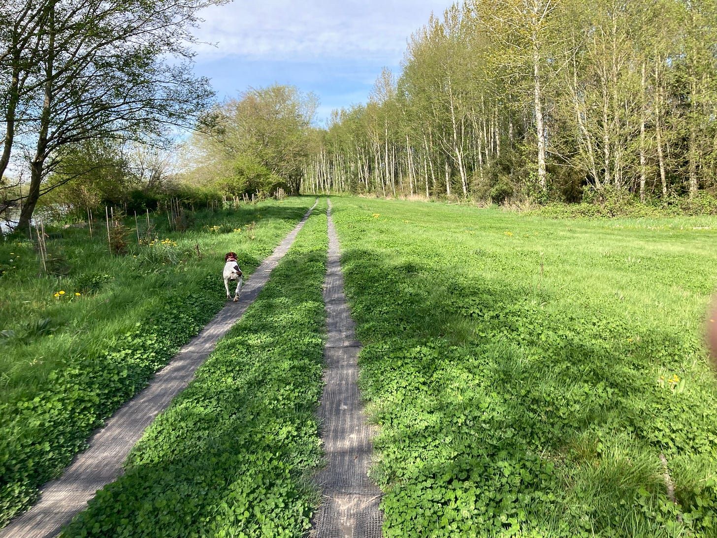 A white dog with a brown head trots away up a gravel path between wide mown verges, seen from a bike. A line of cottonwoods runs along the right, water shows through the trees at the left.