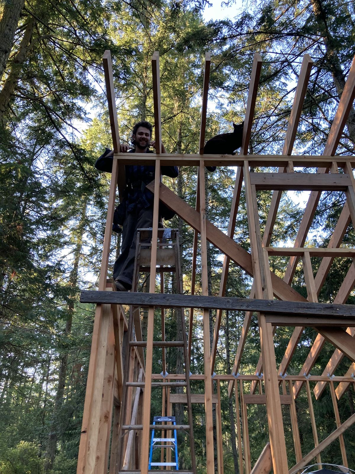 Looking up at the framing from below. The man stands on a ladder at the top plate with one hand on a stud, laughing, and a black cat sits on the plate a few feet along from him.