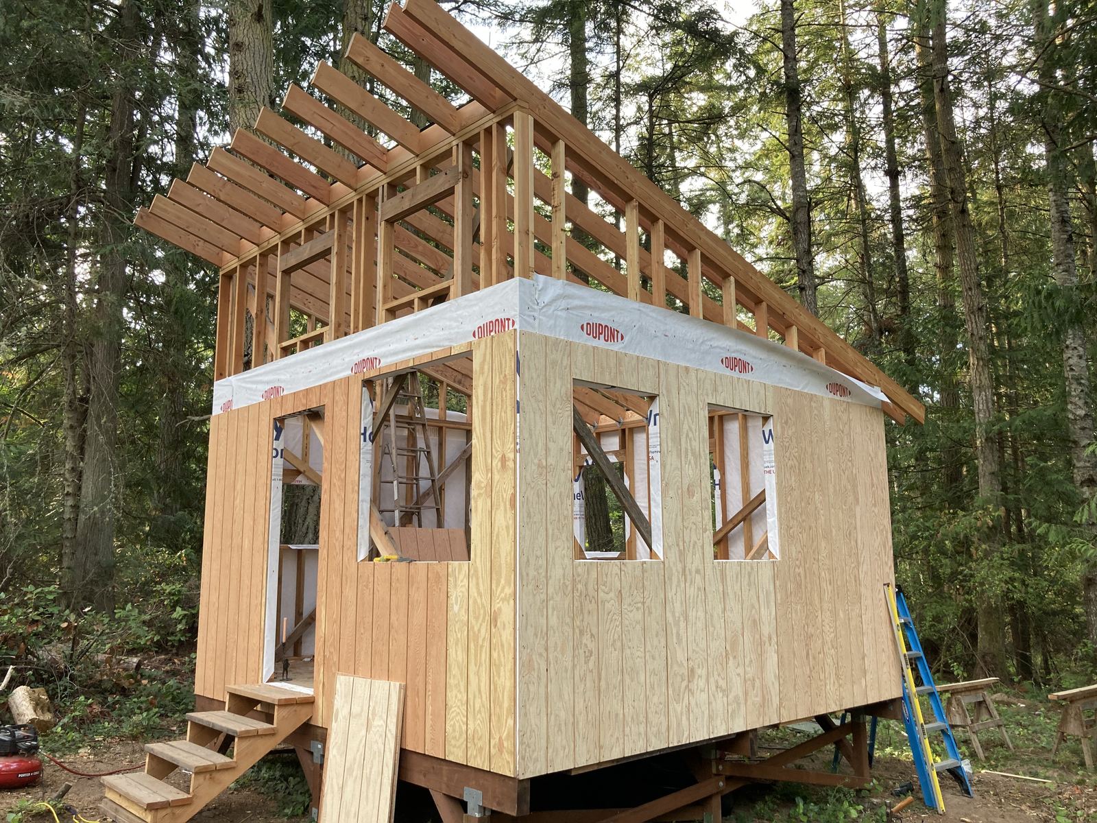 Rafters on, the roof running in one long slope from the tall wall down to the low one. Two walls are sheathed in vertical plywood siding with the window openings cut, housewrap taped along the top plate, an extension ladder up at the corner and timber steps at the door.