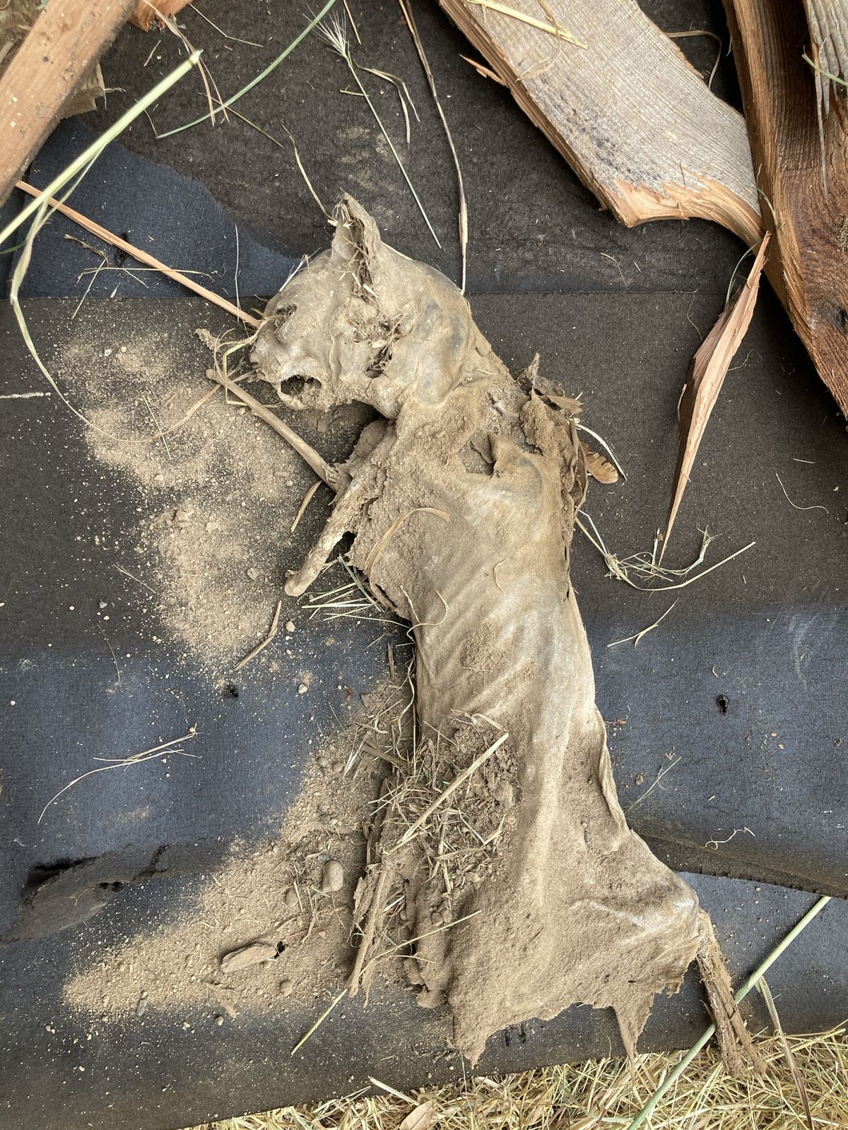 A mummified cat lying on tar paper among wood scraps and dry grass. The body is flattened and dust coloured, the skin drawn tight over the skull with the teeth and eye sockets showing, one foreleg out in front, the tail trailing off at the bottom of the frame.