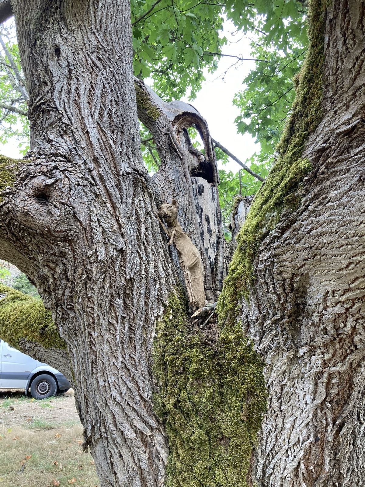 The mummified cat propped upright in the crotch of a big maple, wedged against the bark in a hollow between two mossy limbs, forelegs down and head up. Green leaves and white sky above, a white van parked on the grass far below.