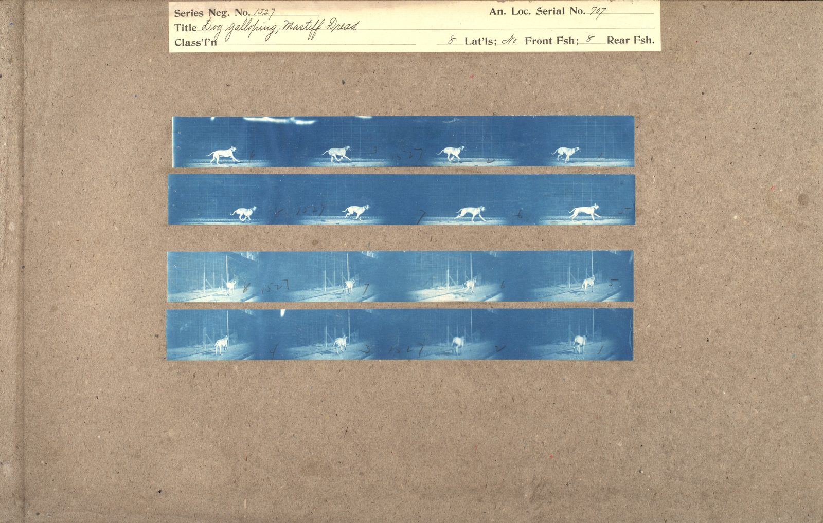 A Muybridge proof sheet: four horizontal strips of blue cyanotype mounted on brown board, each holding four frames of a white mastiff moving left to right. A printed and handwritten label at the top reads Series Neg. No. 1527, Dog galloping, Mastiff Dread. The upper two strips show the dog from the side against a gridded backdrop; the lower two show it from behind.